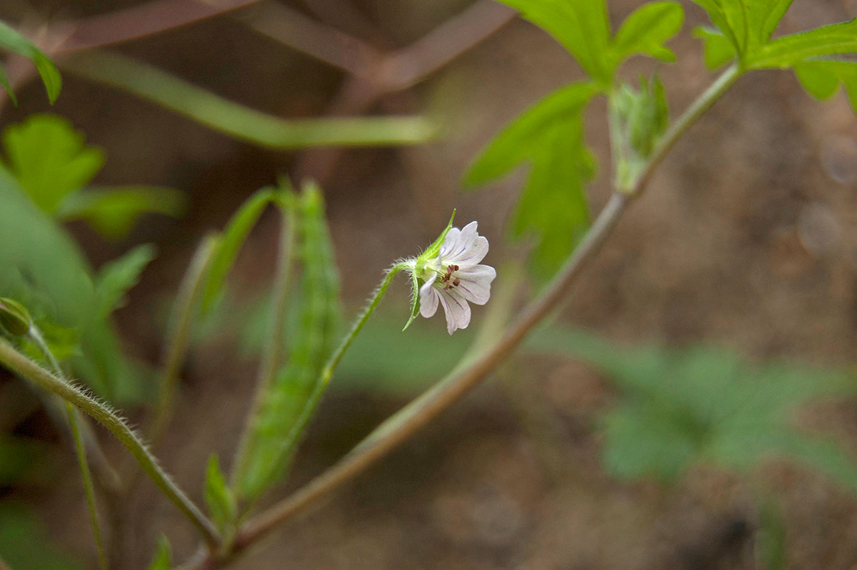 Image of Geranium sibiricum specimen.