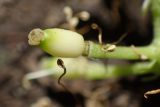 Actaea spicata