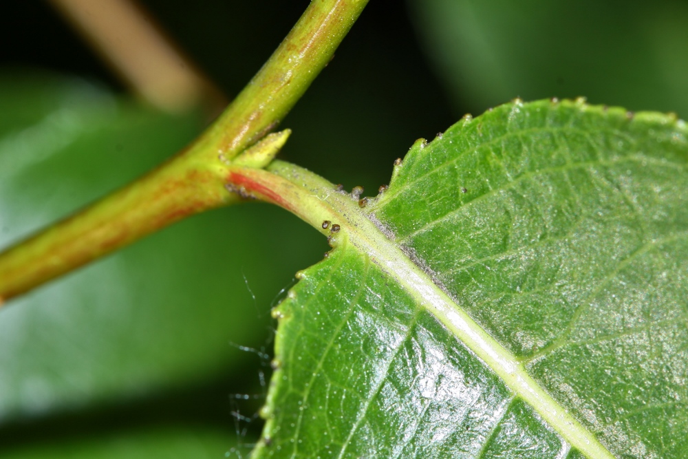 Image of Salix pseudopentandra specimen.