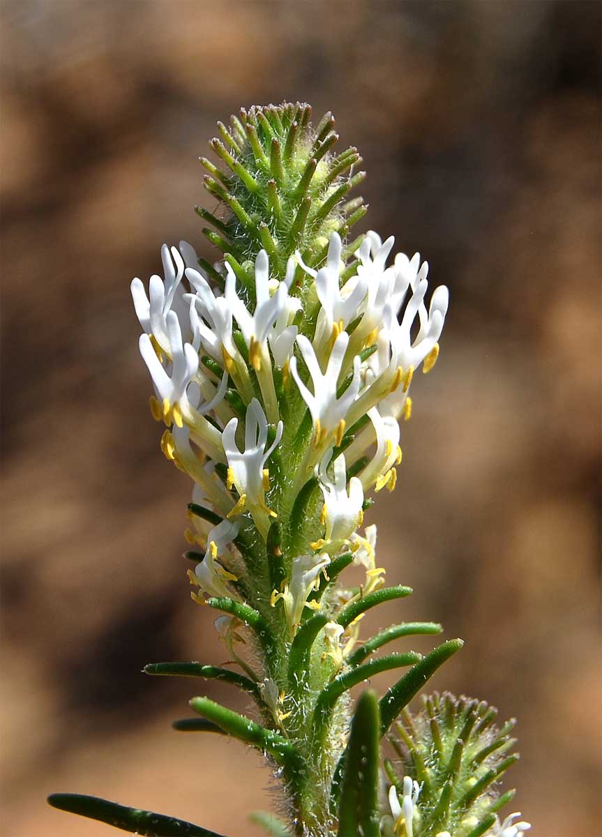 Image of Hebenstretia parviflora specimen.