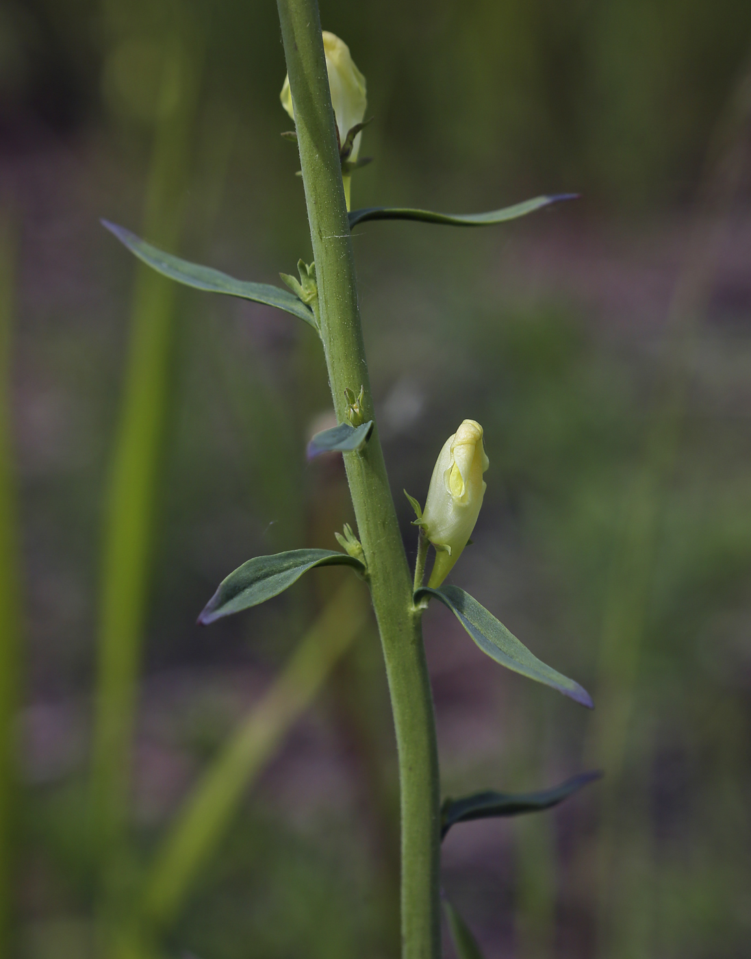 Изображение особи Linaria vulgaris.