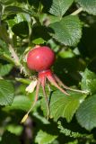 Rosa rugosa