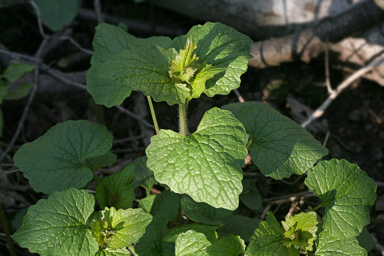 Image of Alliaria petiolata specimen.