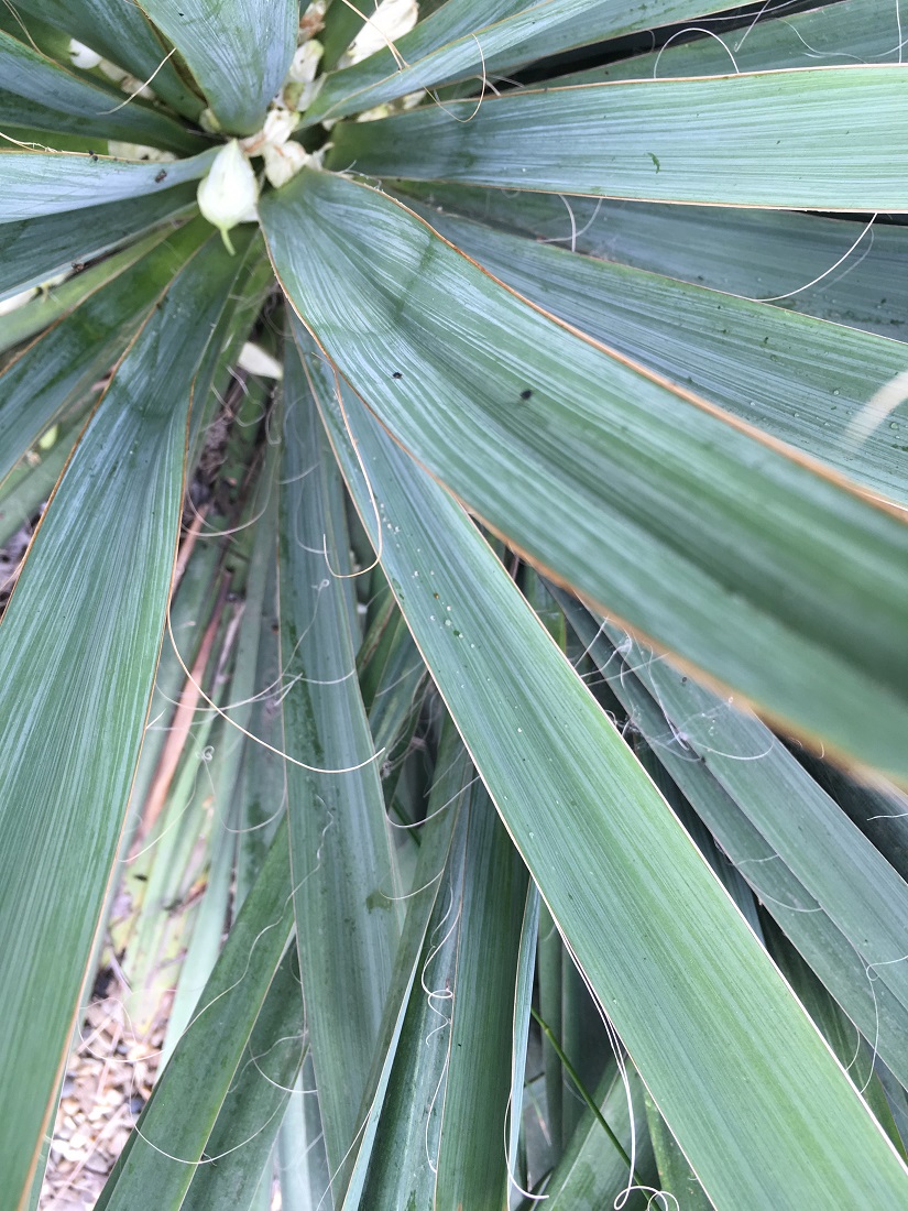 Image of Yucca filamentosa specimen.