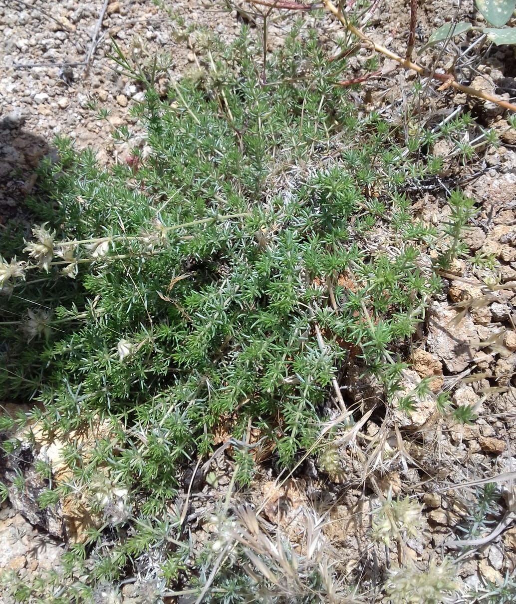 Image of Asperula glomerata specimen.