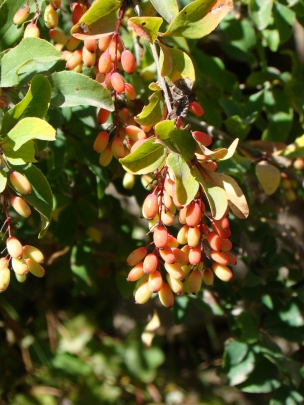 Image of Berberis orientalis specimen.