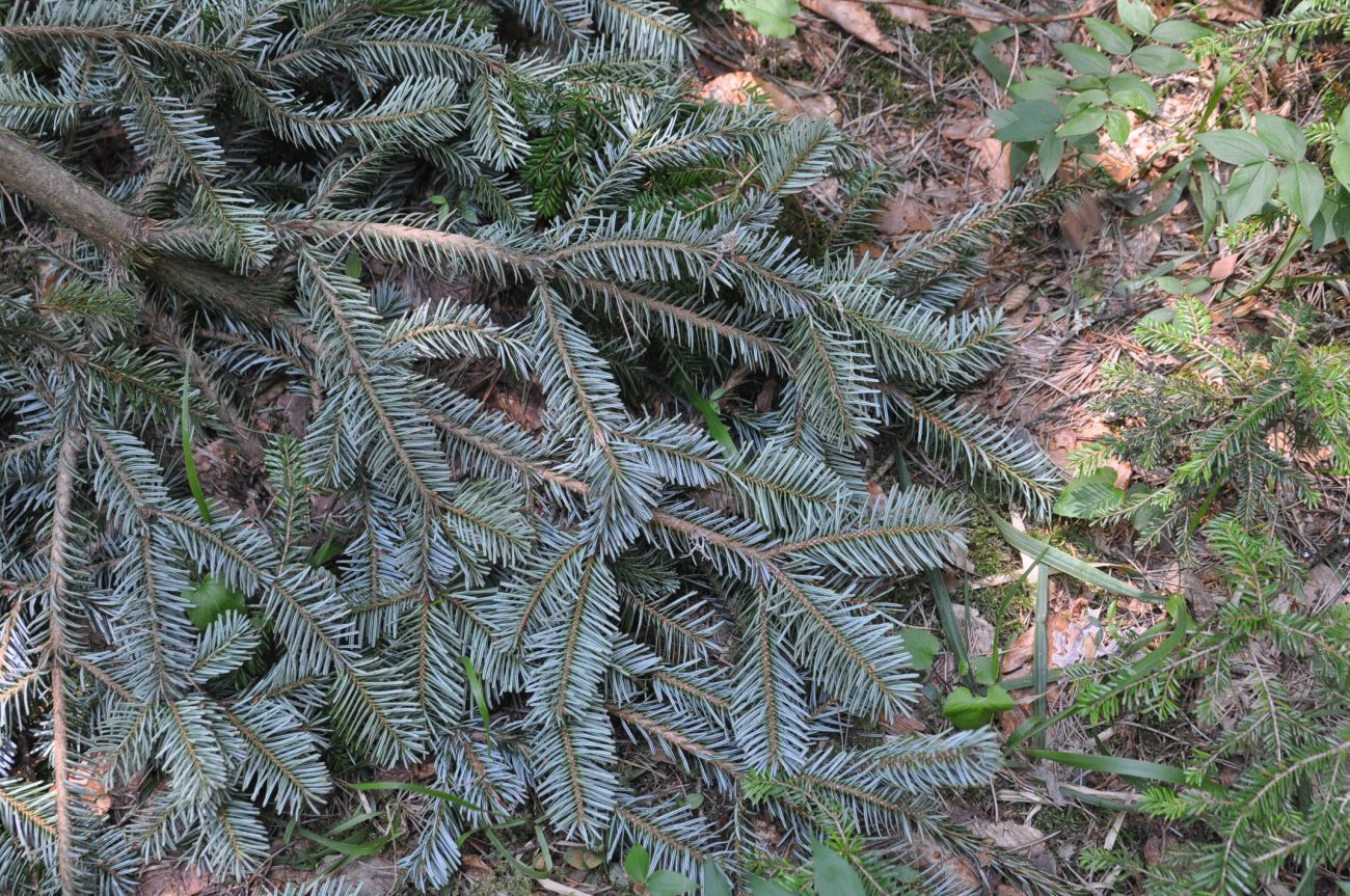 Изображение особи Abies nordmanniana.