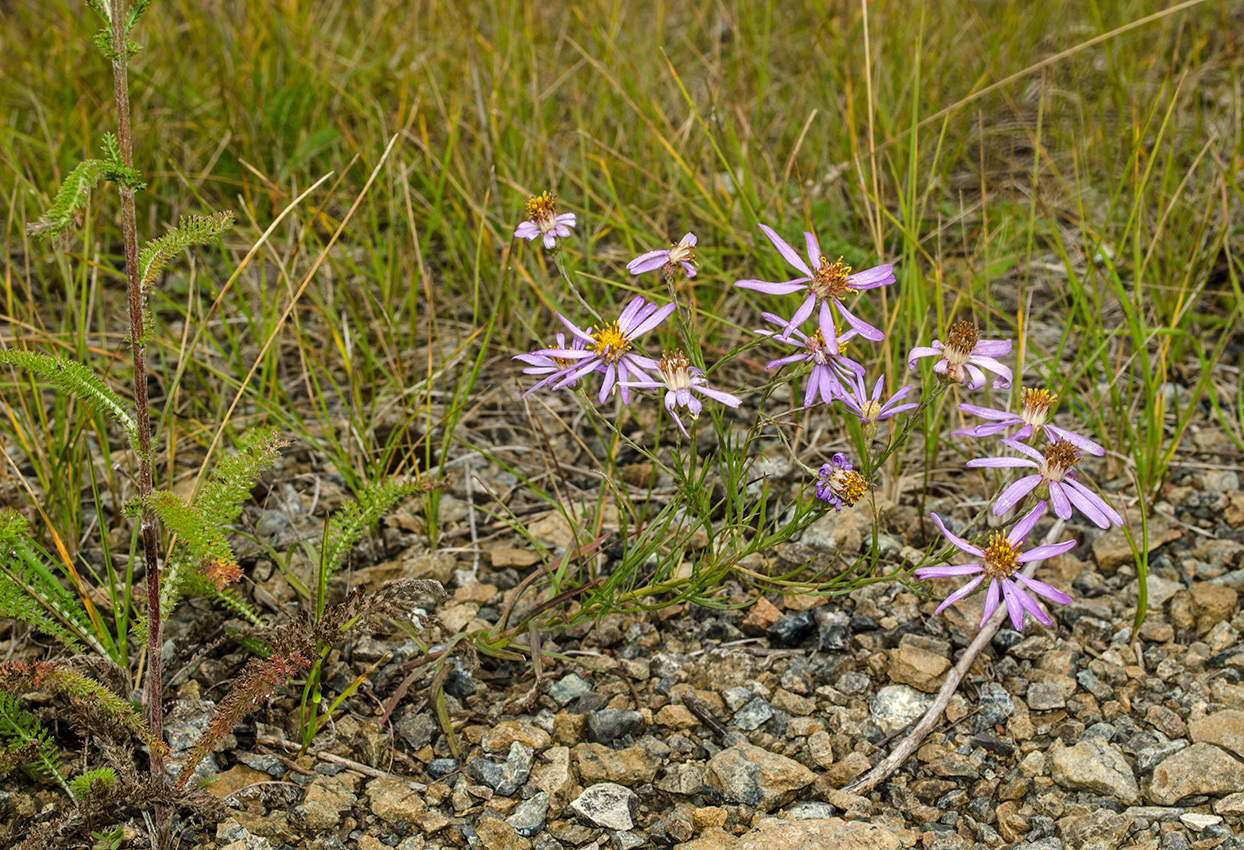 Image of Galatella angustissima specimen.