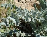 Onopordum leptolepis. Лист. Узбекистан, северная часть г. Самарканд, холмы Афрасиаба. 03.05.2018.