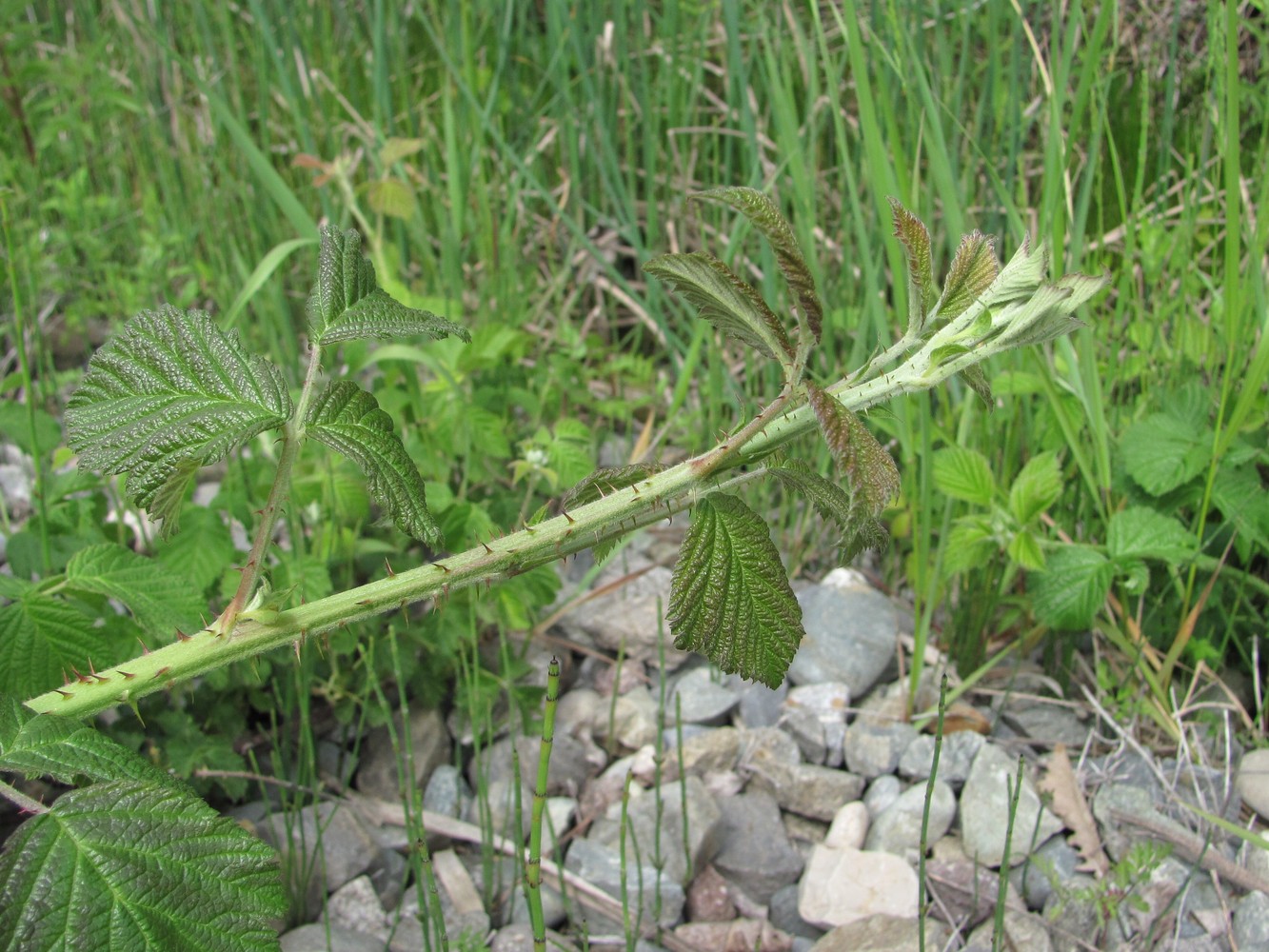 Image of Rubus sanctus specimen.