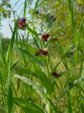 Cynoglossum officinale