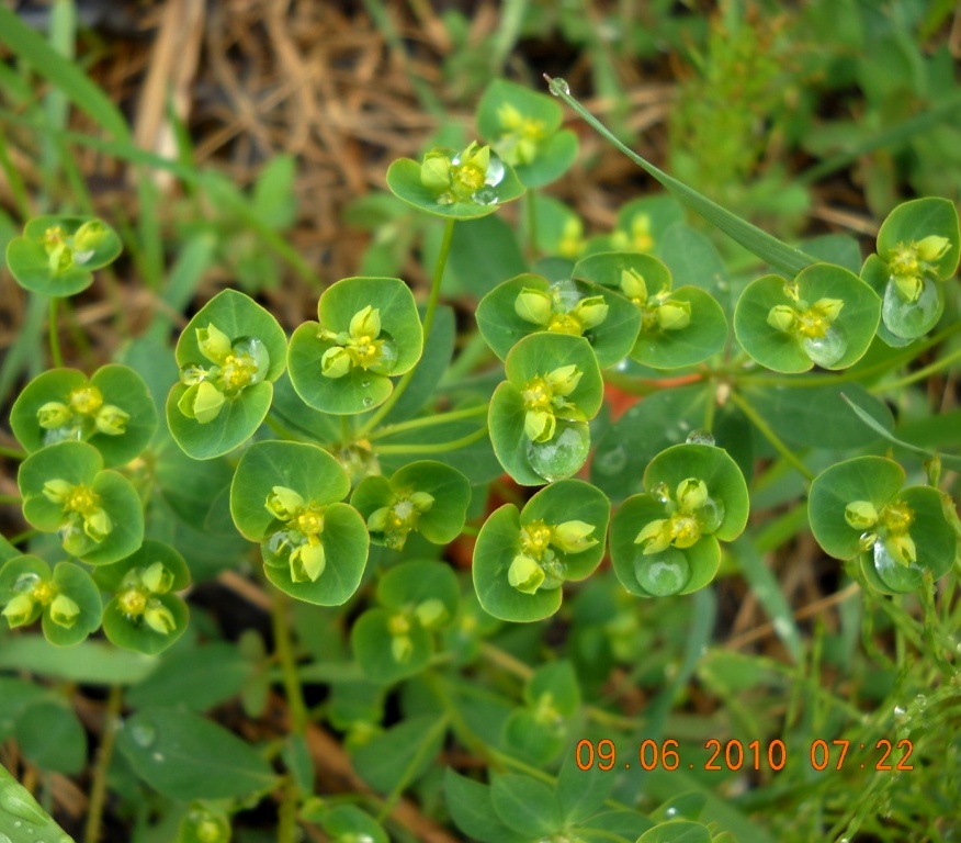 Image of Euphorbia borodinii specimen.