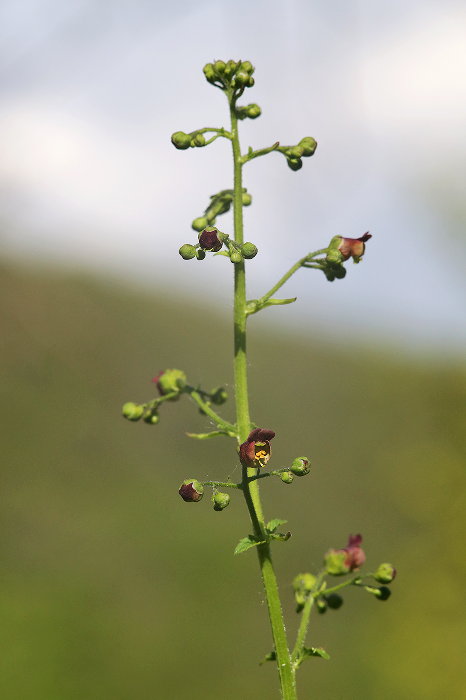 Изображение особи Scrophularia scopolii.