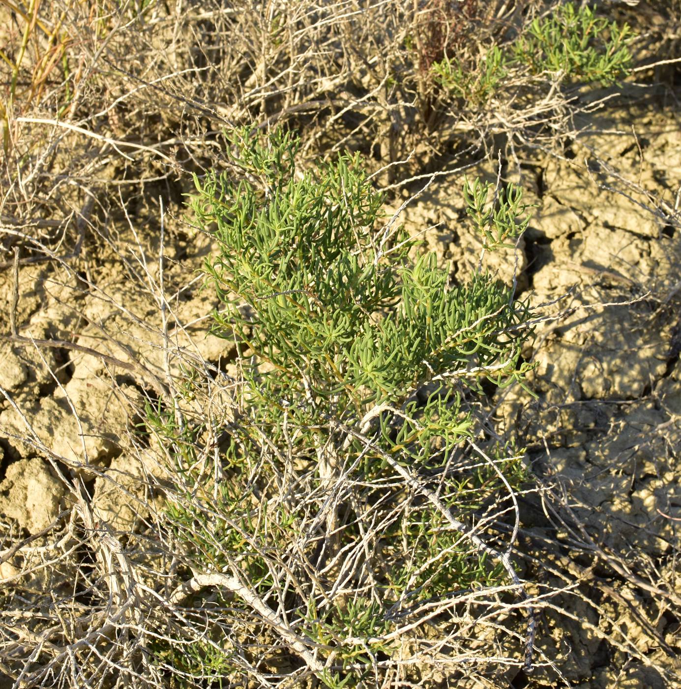 Image of Suaeda physophora specimen.