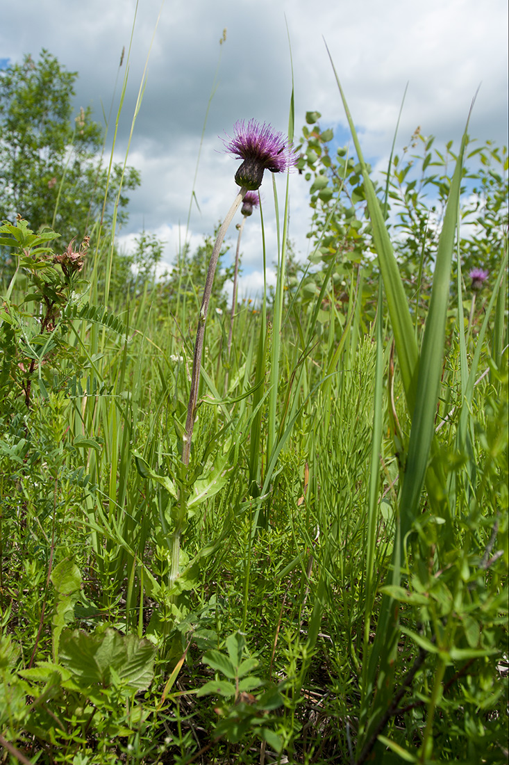 Изображение особи Cirsium heterophyllum.