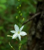 Image of taxon representative. Author is Людмила Саплицкая