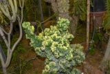 Euphorbia lactea. Крона вегетирующего растения (var. cristata). Израиль, Шарон, г. Тель-Авив, ботанический сад университета. 04.09.2018.