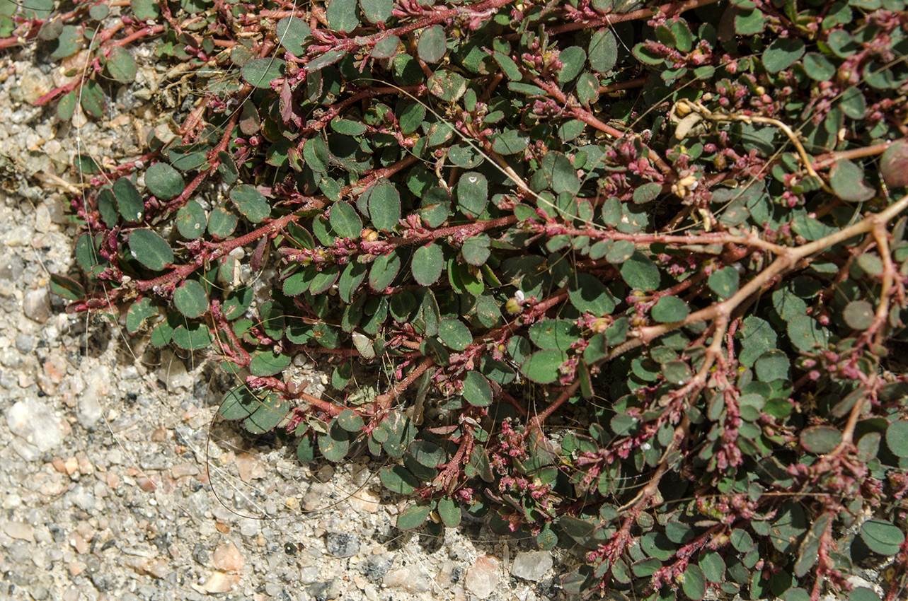 Image of genus Euphorbia specimen.