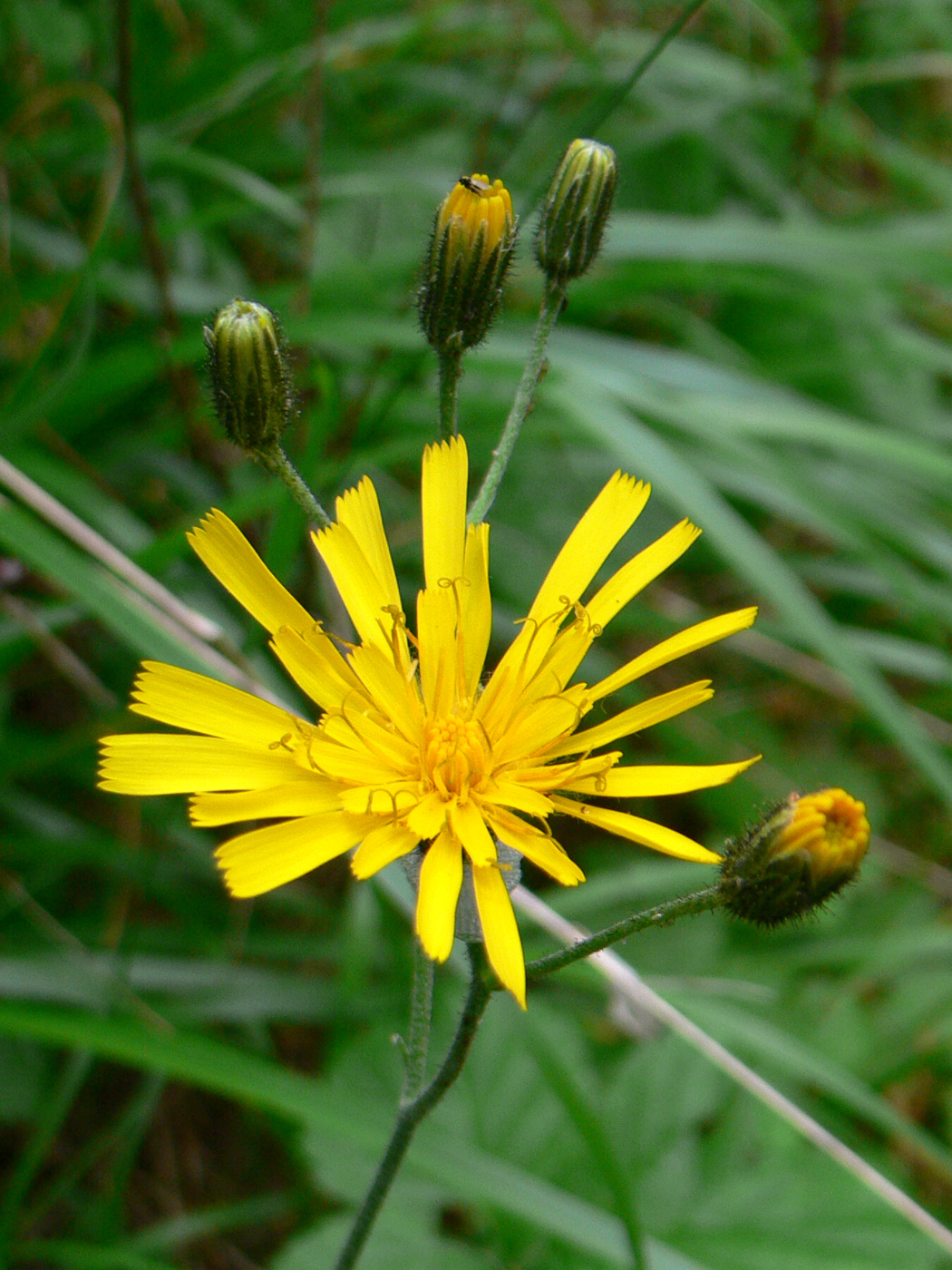 Изображение особи Hieracium pseudolepistoides.