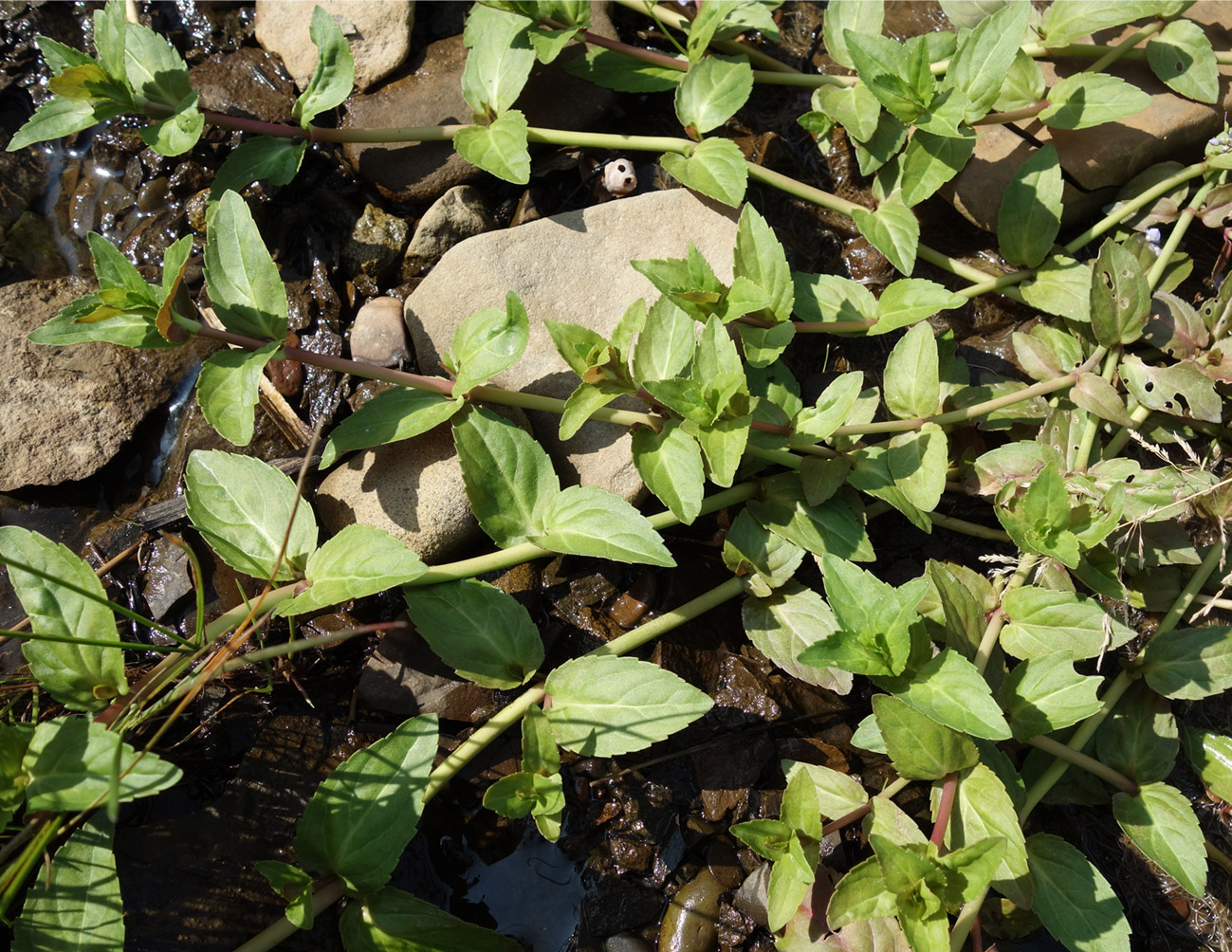 Image of Veronica americana specimen.