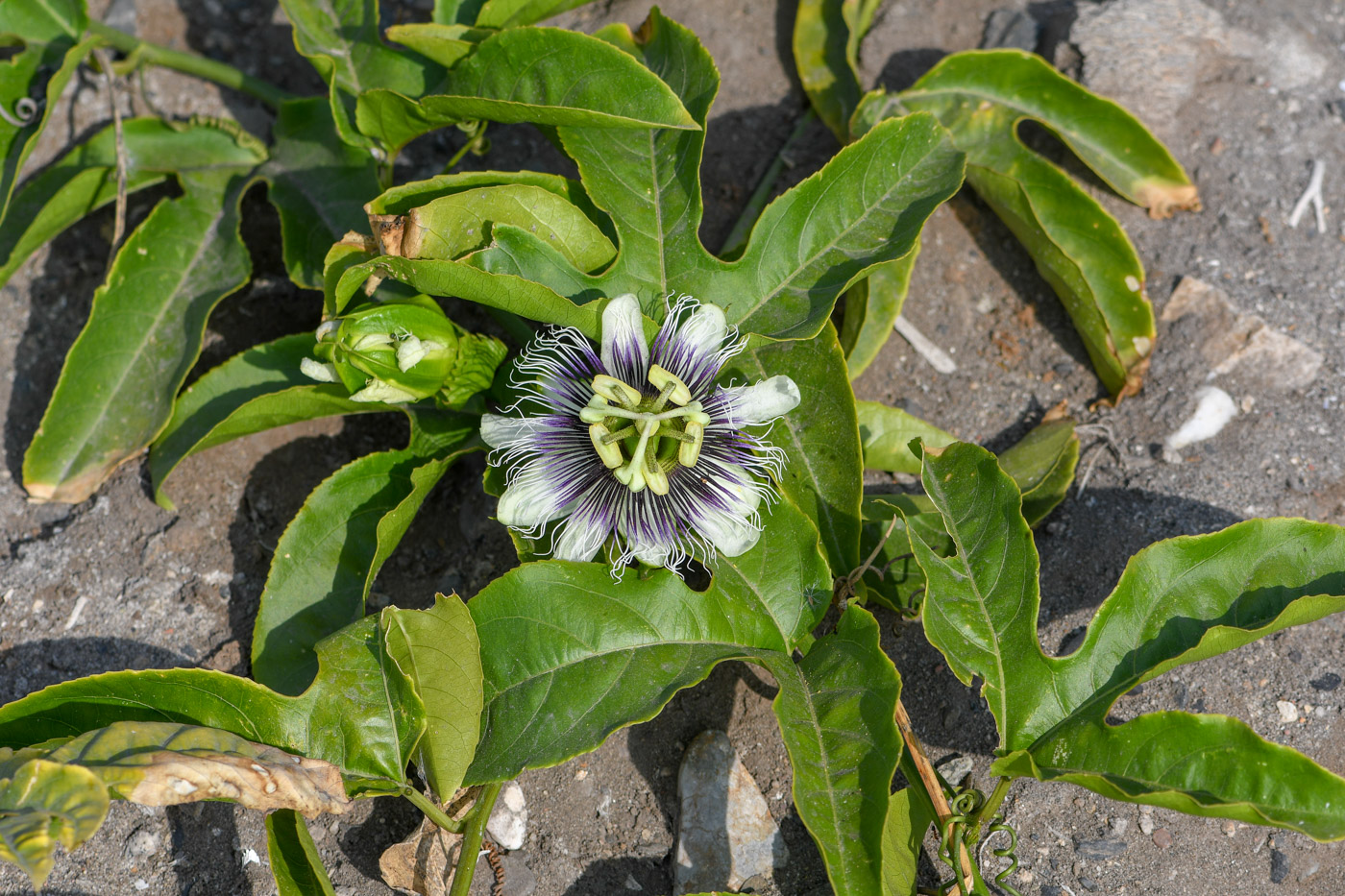 Изображение особи Passiflora edulis.