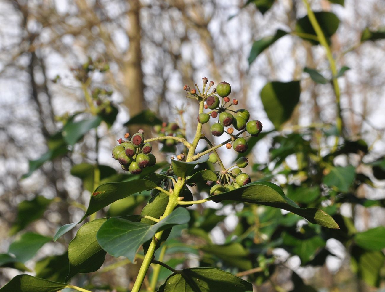 Изображение особи род Hedera.