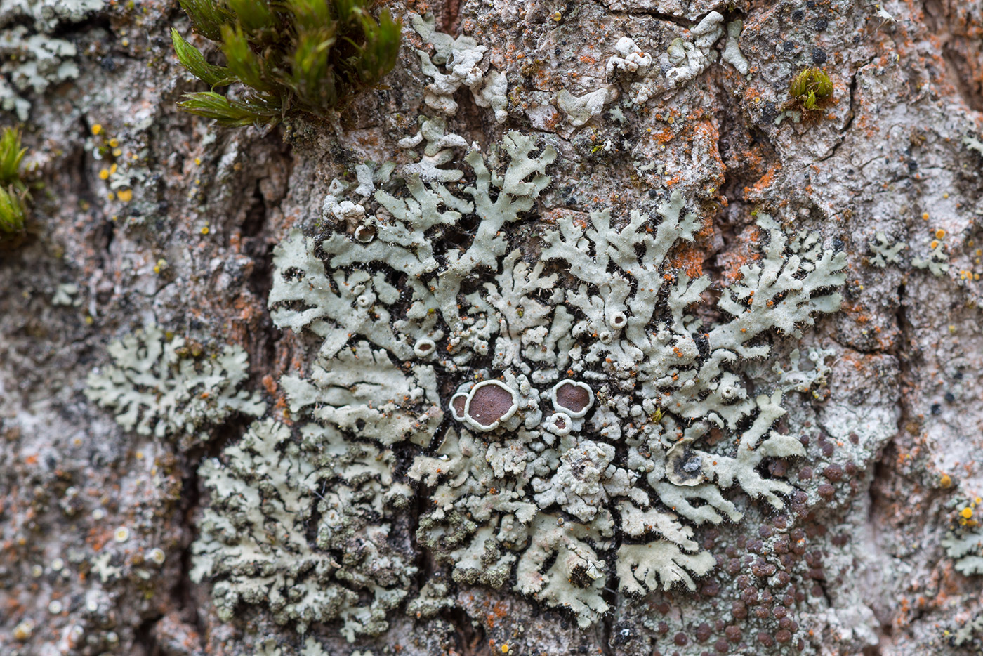 Изображение особи Phaeophyscia ciliata.