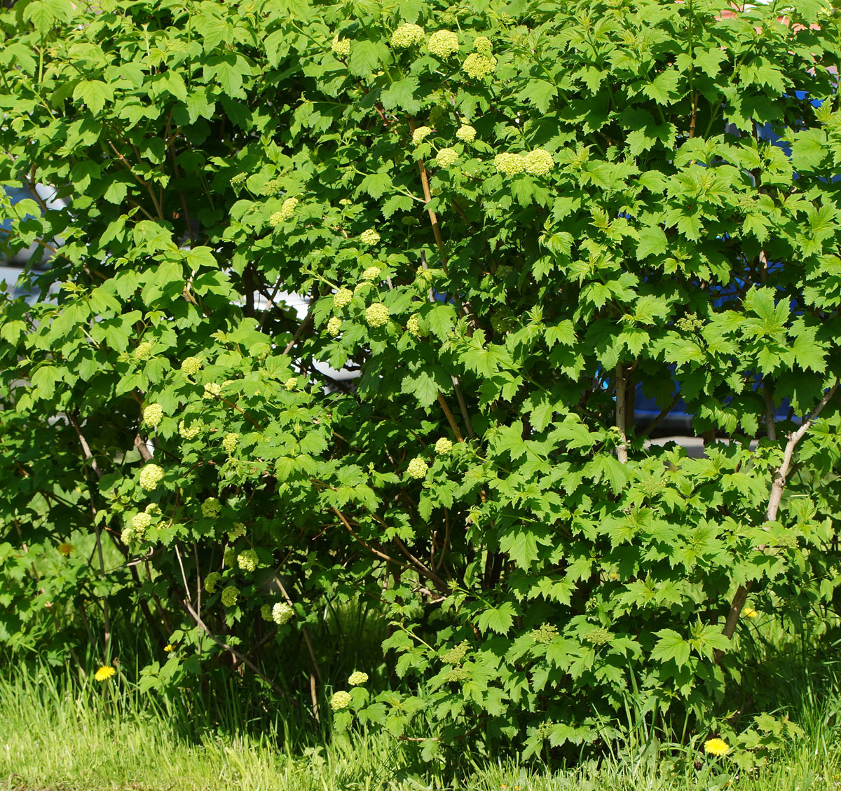 Image of Viburnum opulus f. roseum specimen.