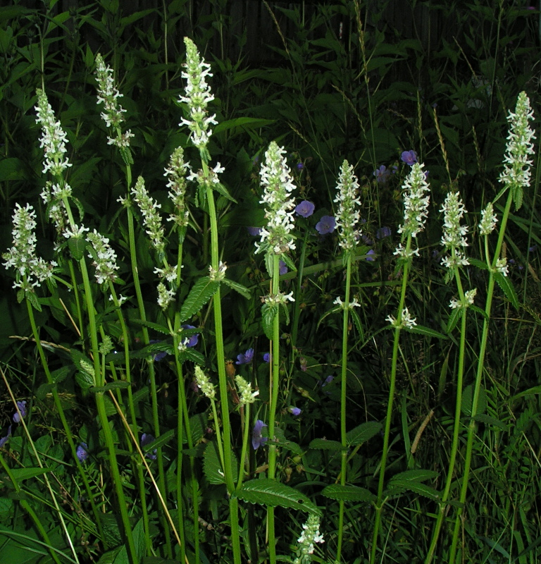 Изображение особи Betonica officinalis.