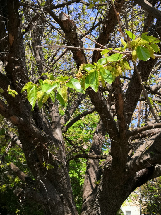 Image of Morus alba specimen.