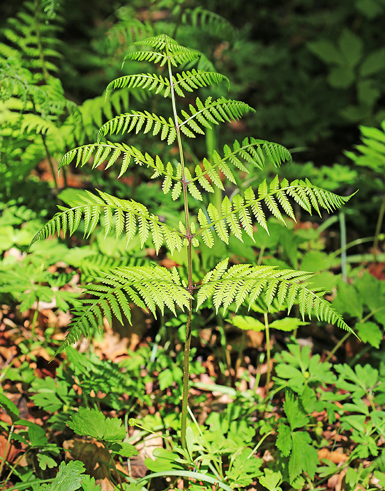 Image of Cornopteris crenulatoserrulata specimen.