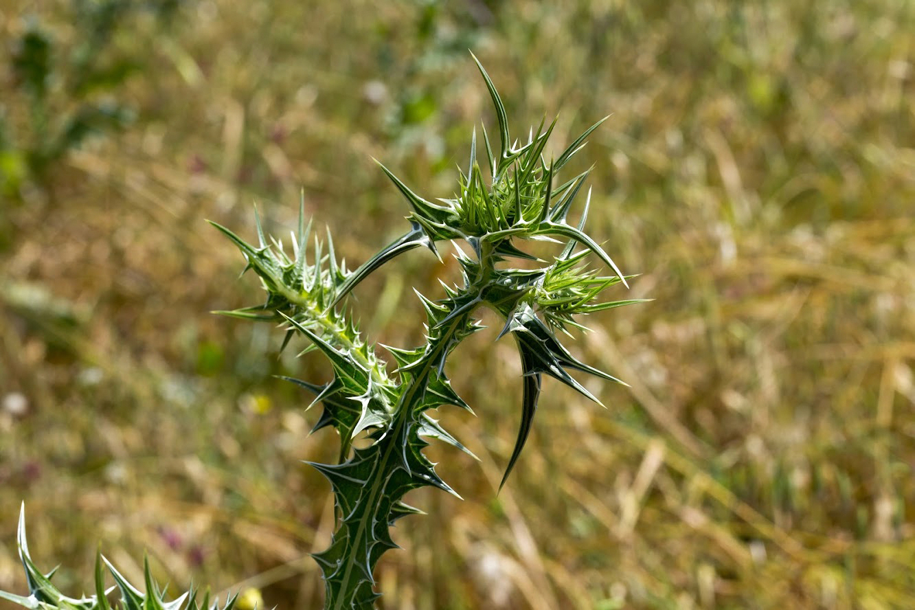 Изображение особи Scolymus maculatus.