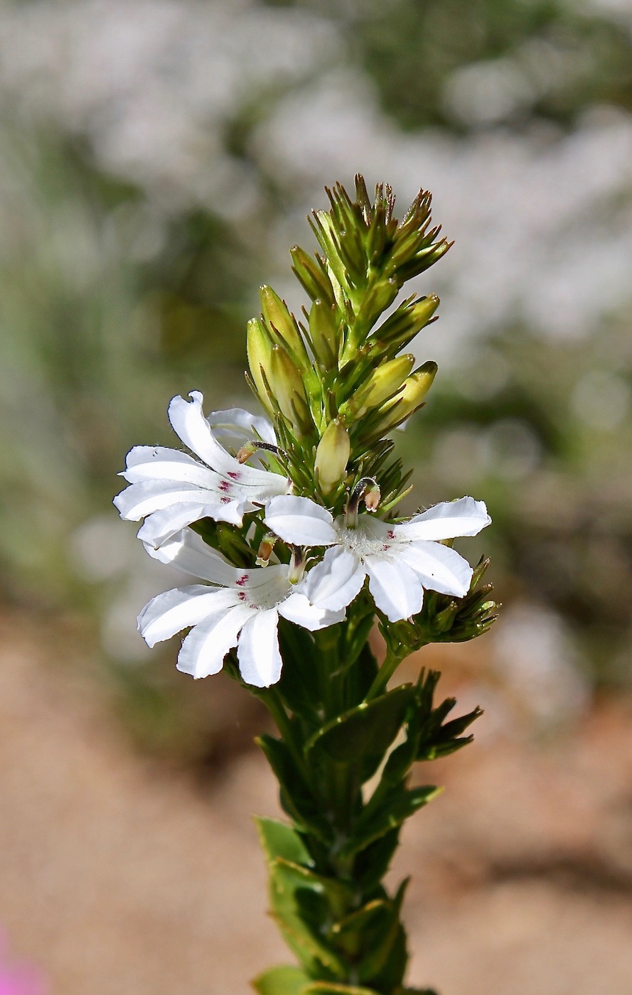 Image of Goodenia decursiva specimen.