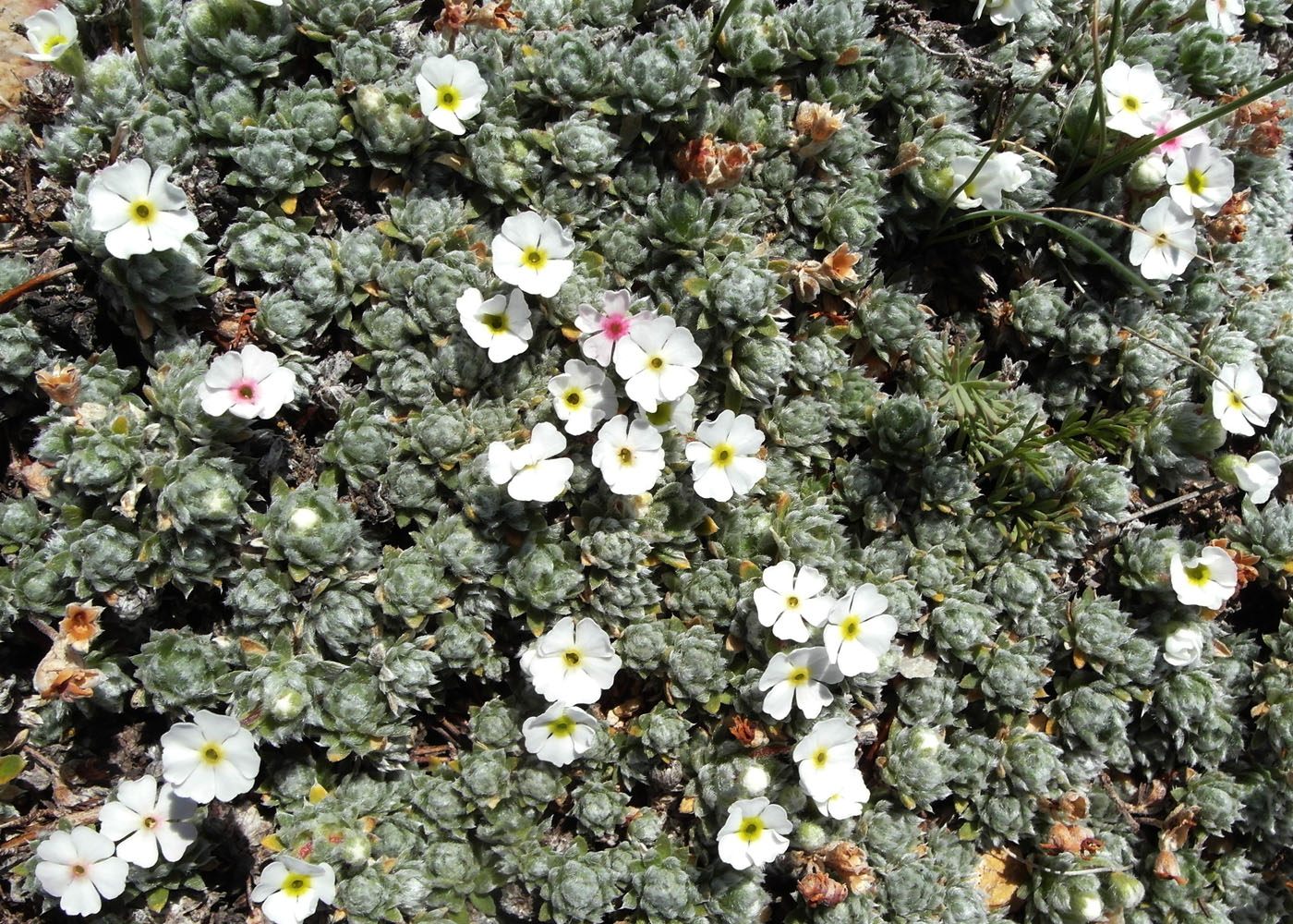 Image of Androsace ovczinnikovii specimen.