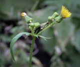 Sonchus oleraceus. Верхушка цветущего растения. Санкт-Петербург, Центральный р-н, Невский проспект, двор жилого дома, сорное. 08.09.2020.