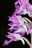 Orchis militaris. Часть соцветия. Чувашская респ., Мариинско-Посадский р-н, окр. дер. Демешкино, правый берег р. Волга, мшистый карбонатный склон С экспозиции. 10 июня 2020 г.