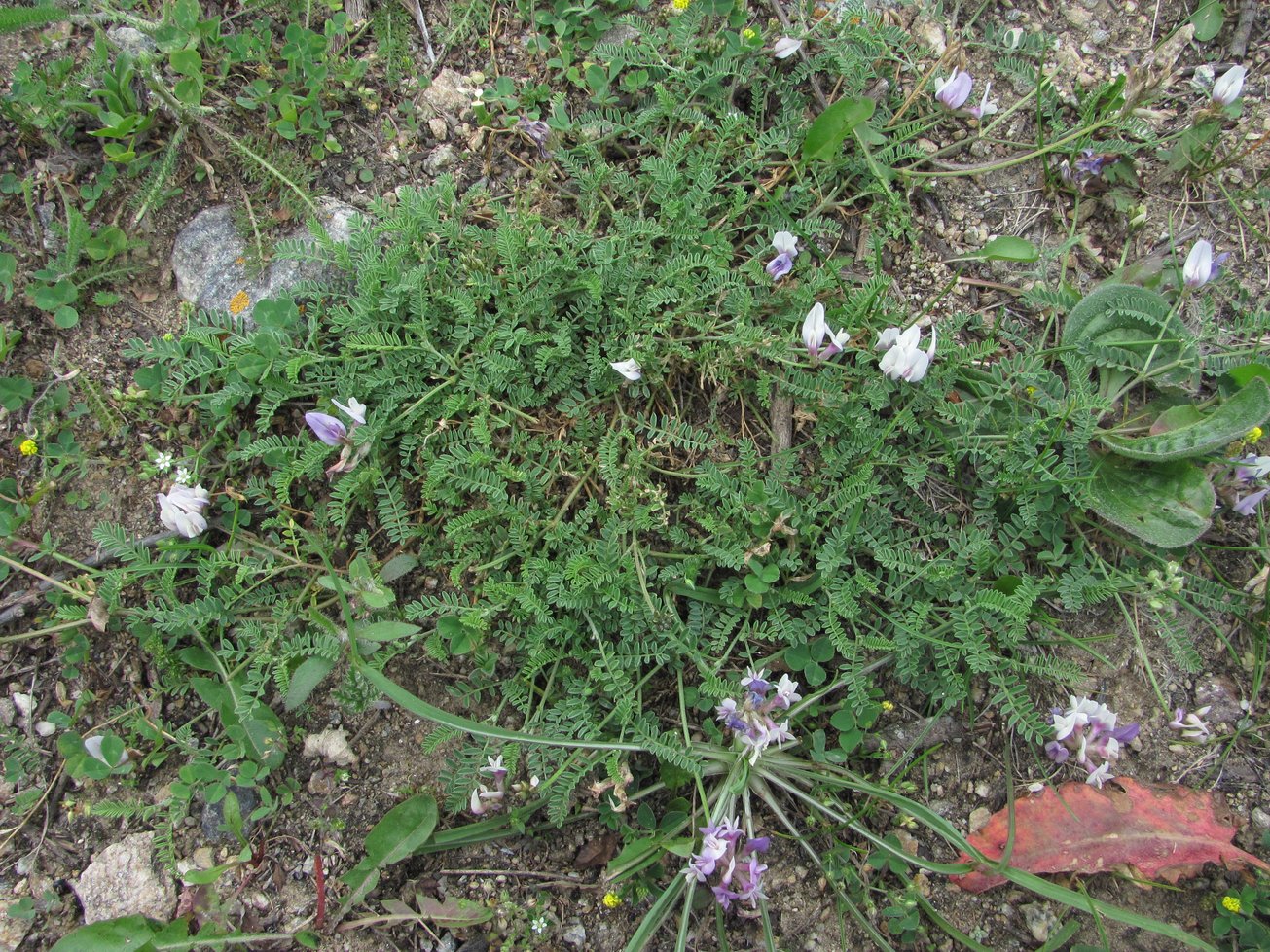 Image of Astragalus captiosus specimen.