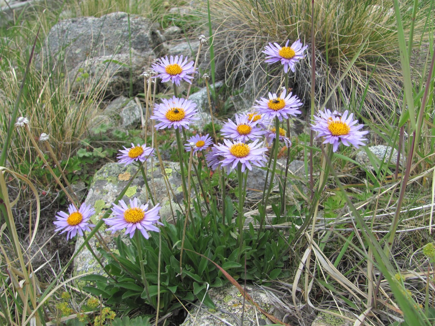 Image of Aster alpinus specimen.