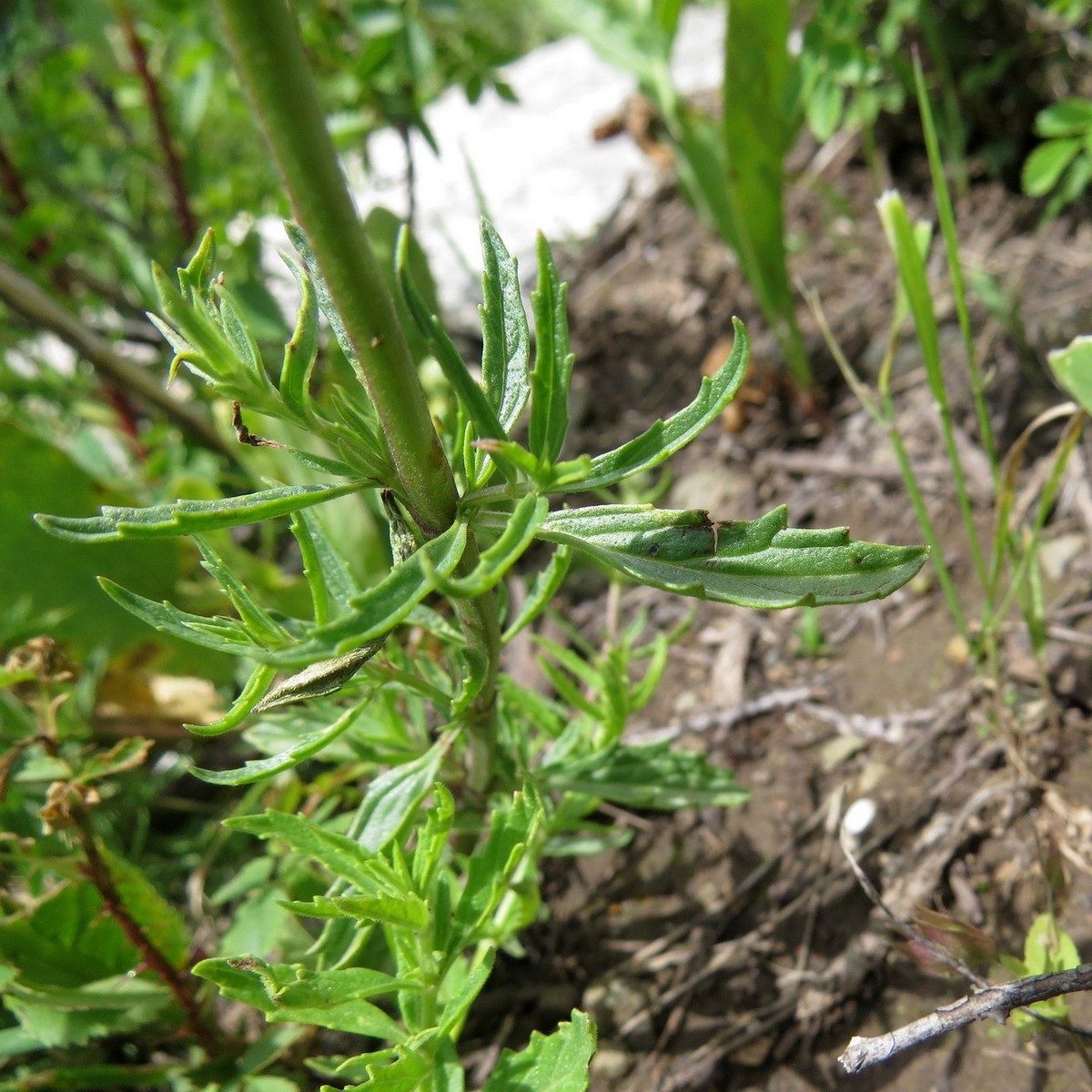 Image of Nepeta podostachys specimen.