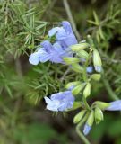 Salvia ringens