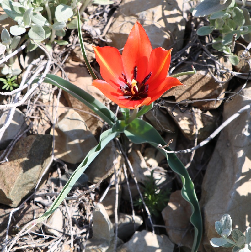 Изображение особи Tulipa florenskyi.