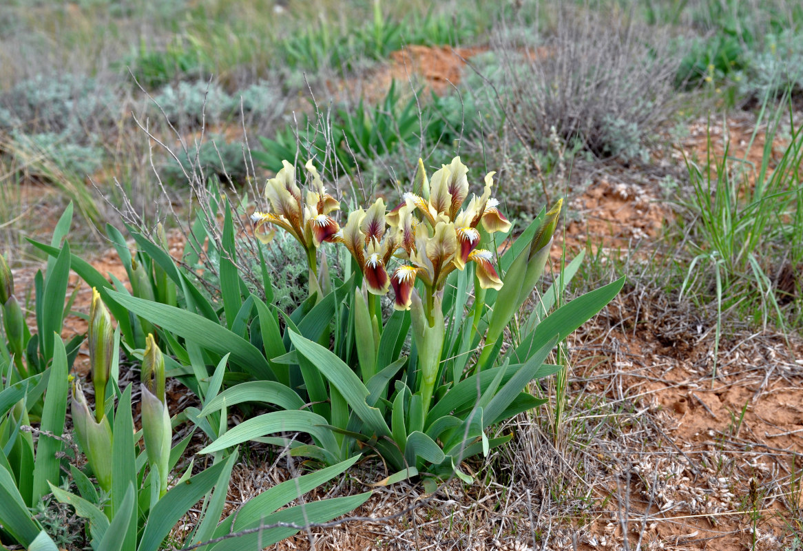 Изображение особи Iris scariosa.