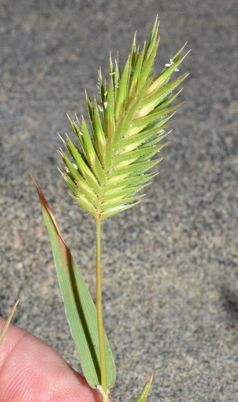 Image of Eremopyrum orientale specimen.