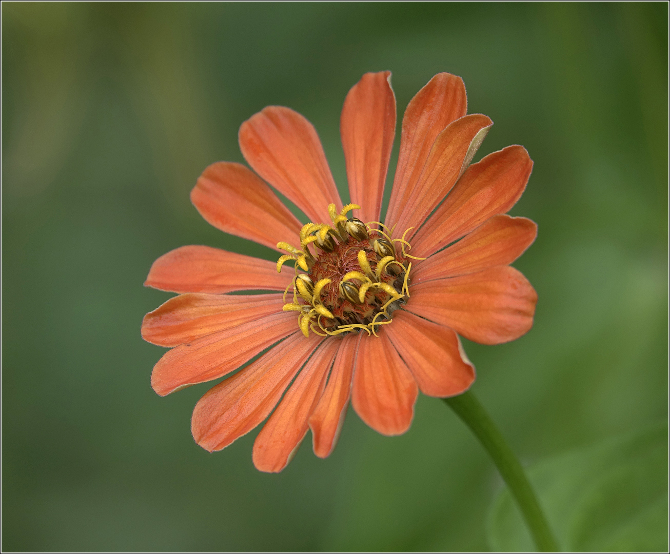 Image of Zinnia elegans specimen.