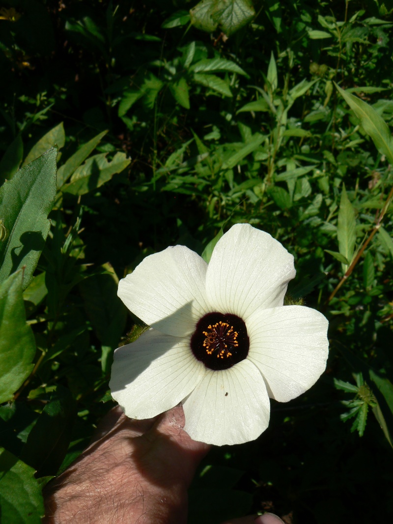 Изображение особи Hibiscus trionum.