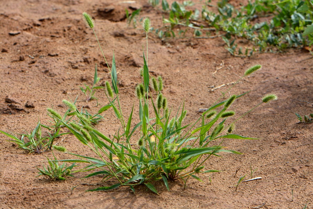 Изображение особи Setaria viridis.