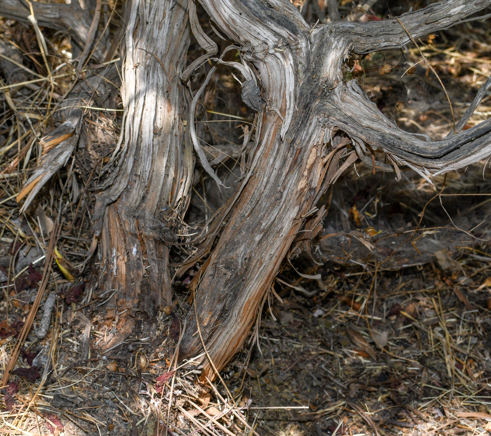 Image of Eriogonum giganteum specimen.