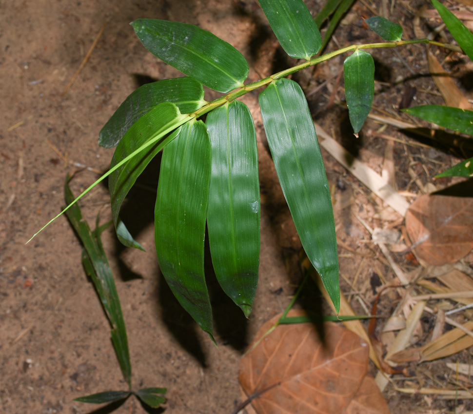 Image of Bambusa multiplex specimen.