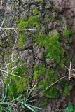 Смотреть изображение Bryum caespiticium