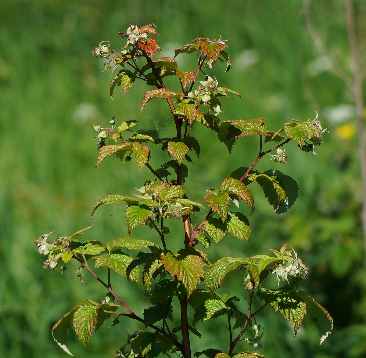 Изображение особи Rubus idaeus.